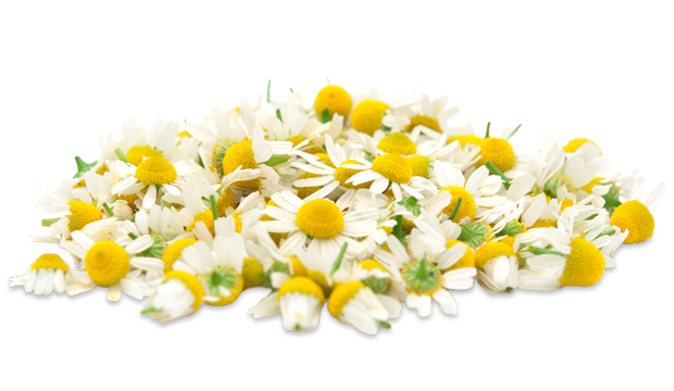 Chamomile Flower