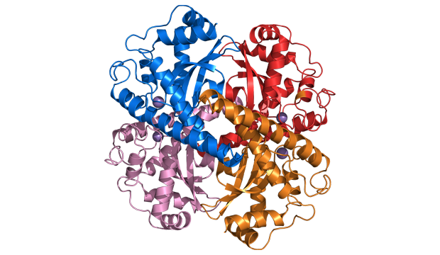 Superoxide Dismutase