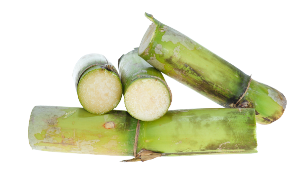 Sugarcane